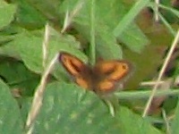 The Gatekeeper Butterfly
