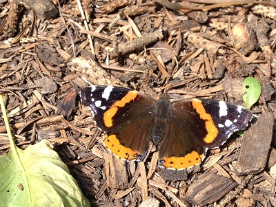 Red Admiral Butterfly