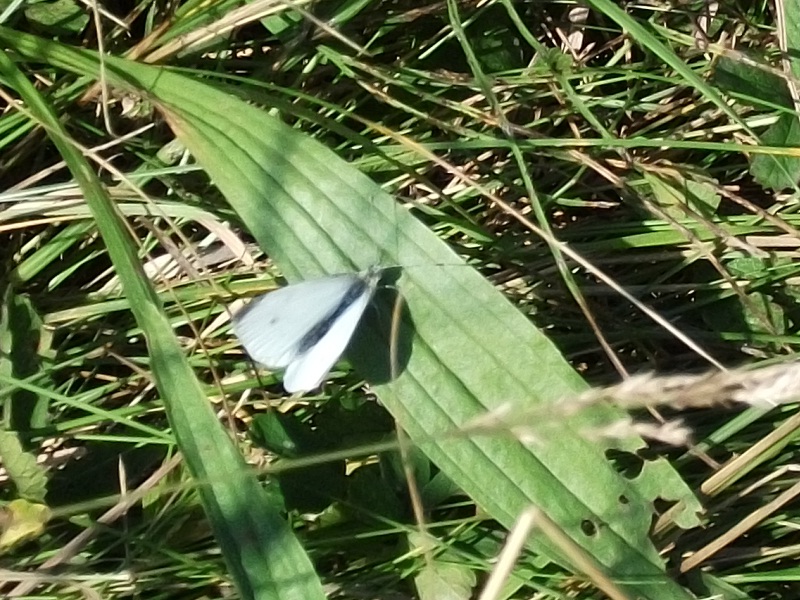 The Small White Butterfly